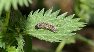 atalanta48 caterpillar 4th instar 14 mm long on Urtica sp. Parc du Griffon 04Mar19 (1).JPG