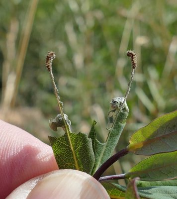 reducta32 caterpillars 1 and 2 3rd generation on Lonicera implexa Vitrolles olive grove 25Sep18 (1a).JPG
