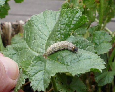 alceae caterpillar 20 mm long on Mallow 20Oct19 (15).JPG