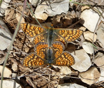 aurinia pair Vallon 01May17 (5).JPG