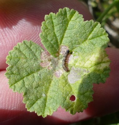 cardui25 caterpillar 5 mm long 2nd instar on Mallow Parc du Griffon 07Oct19 (4).JPG