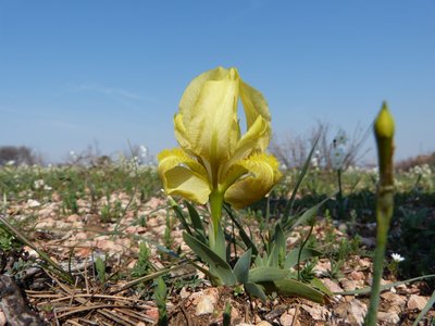 Iris des garrigues Vitrolles scrub 14Mar17.JPG