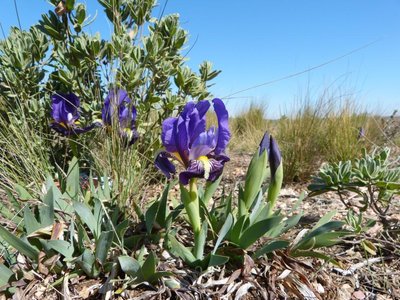 Iris chamaeiris3 mauve Vitrolles scrub 10Mar16.JPG