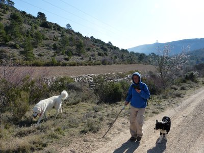 troupeau moutons et chèvres - Vallon 12Mar16 (1).JPG