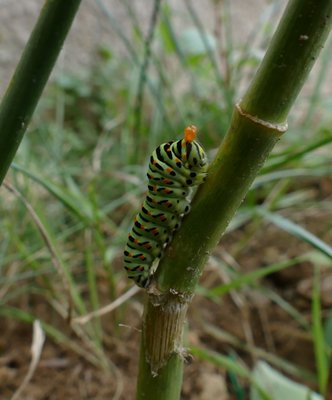 machaon33 caterpillar on fennel Marseille 13Sep19 (2).JPG