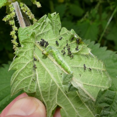 caterpillar on nettles England jun24 (1).jpg