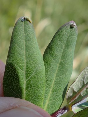 reducta32 caterpillar1 3rd generation on Lonicera implexa Vitrolles olive grove 19Sep18 (9a).JPG