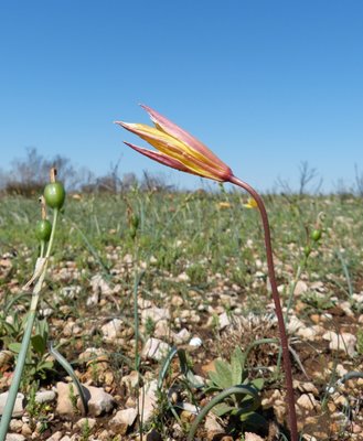 Tulipe sauvage - Tulipa sylvestris Vitrolles scrub 03Apr17.JPG