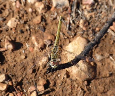 Green dragonfly1 Vitrolles scrub 07Oct16 (2).JPG