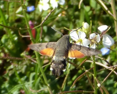 Macroglossum stellatarum Vitrolles olive grove 20Feb17.JPG