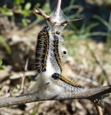 crataegi caterpillar sur Prunellier La Taurelle 10Apr17.JPG
