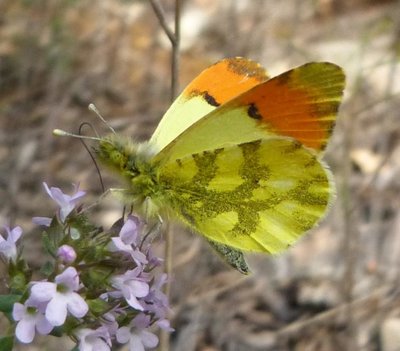 euphenoides11 male St Marcel 06Apr16 (13a).JPG