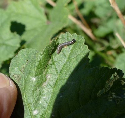 alceae27 caterpillar 8 mm long on Mallow Parc du Griffon 08Oct19 (5).JPG