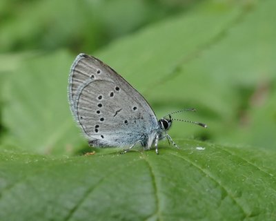 minimus13 Parc Bruyères 18May19 (1a).JPG