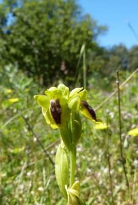 Ophrys jaune - Ophrys lutea - Vernègues 29Apr17.JPG