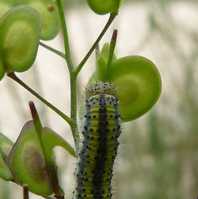 crameri caterpillar on Biscutella laevigata St Marcel 29Apr18 (1a).JPG