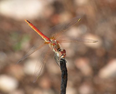 Red dragonfly1 Vitrolles scrub 07Oct16 (2).JPG