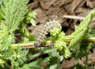 atalanta50 caterpillar 5th instar 18 mm long on Urtica sp. Parc du Griffon 14Mar19 (4).JPG