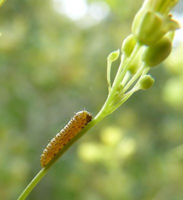 euphenoides - larva14 on Biscutella laevigata P Bruyères 26 Apr 2015.JPG