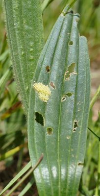 cinxia35 eggs on Plantago lanceolata Vitrolles olive grove 26Apr19 (5).JPG