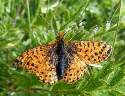 Boloria1 2140 m Le Roc1 Les Menuires 13Jul17 (7).JPG