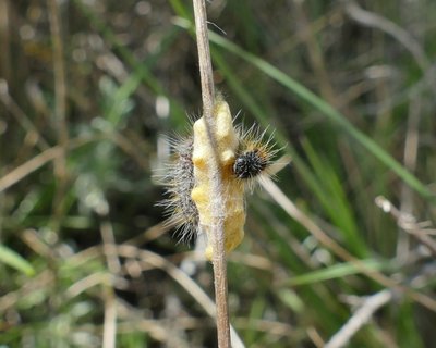 crataegi22_83 caterpillar parasited on Hawthorn Vallon du Cros 04May19 (8).JPG