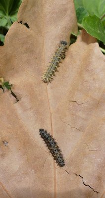 atalanta49 and 50 caterpillars 4th and 5th instar 16 and 18 mm long on Urtica sp. Parc du Griffon 14Mar19 (9).JPG