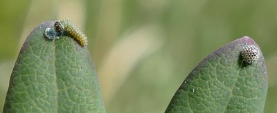 reducta32 caterpillar1 3rd generation on Lonicera implexa Vitrolles olive grove 19Sep18 (9aa).JPG