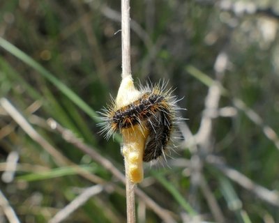 crataegi22_83 caterpillar parasited on Hawthorn Vallon du Cros 04May19 (10).JPG