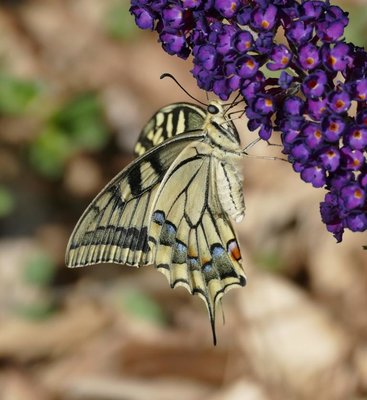 machaon27 Parc du Griffon 07Sep17 (4).JPG