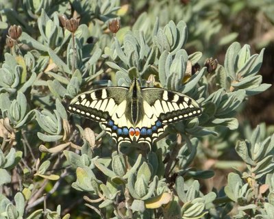 machaon17 Vitrolles scrub 25Feb16 (2).JPG