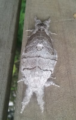 silvery moths.jpg