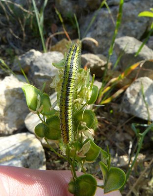 crameri - caterpillar on Biscutella laevigata St Marcel 25Apr18 (2).JPG