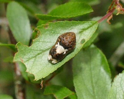 pruni2 chrysalis Glapthorn Cow Pastures 04Jun19 (1).JPG