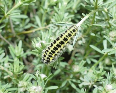 Zygaena filipendulae caterpillar on Dorycnium pentaphyllum 18 mm long Vitrolles olive grove 25Apr19 (1).JPG