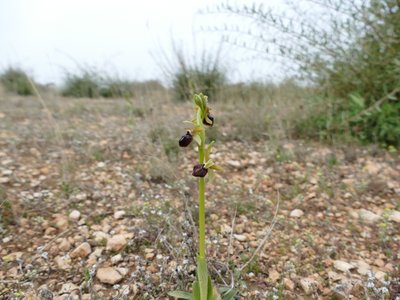 Ophrys arraignée Vitrolles garrigue 03Apr18.JPG