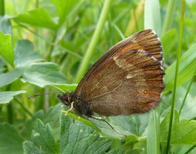 Erebia4 2100 m Pointe de la Masse Les Menuires 12Jul17 (2).JPG