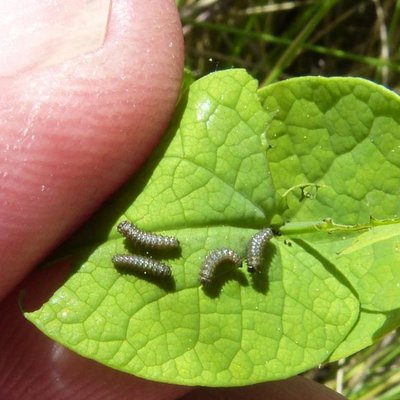 polyxena17 caterpillars  24Apr18 (1a).JPG