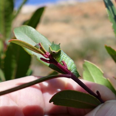 jasius - caterpillar Vitrolles olive grove 07Mar18 (2).JPG
