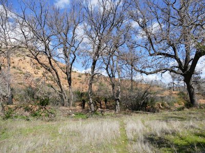 context - polychloros35 Vitrolles olive grove 07Mar18.JPG