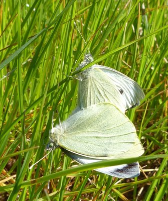 brassicae14 pair Vitrolles olive grove 24Mar16 (2).JPG