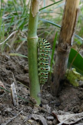 machaon33 caterpillar 30 mm long on fennel Marseille 16Sep19.JPG