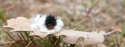 cinxia34 caterpillar parasited Vitrolles olive grove 11Apr19 (3).JPG