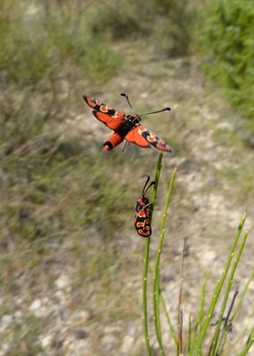 Zygaena fausta9_83 Vallon 03Sep16 (5).JPG