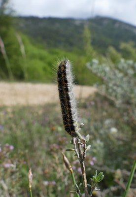 crataegi29 caterpillar pre-pupation Vallon du Cros 25May19 (10).JPG