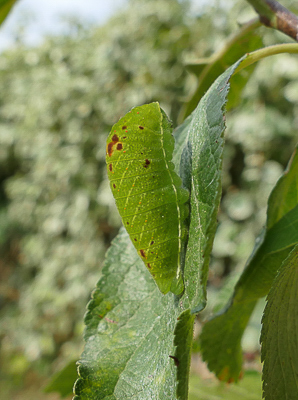 podalirius25 caterpillar 30 mm long on Prunus domesticus Reine Claude d'Oullins 03Aug18 (3a).JPG