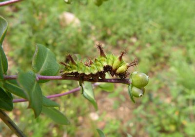 reducta27 caterpillar5 5th instar on Lonicera implexa Vitrolles olive grove 06Jun18 (1).JPG