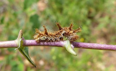 reducta27 caterpillar6 4th instar on Lonicera implexa Vitrolles olive grove 06Jun18 (3).JPG