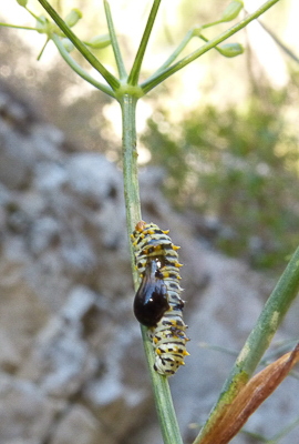 machaon caterpillar1 La Barasse 02Sep16.JPG
