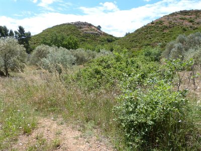 context Vitrolles olive grove 31May16 (1).JPG